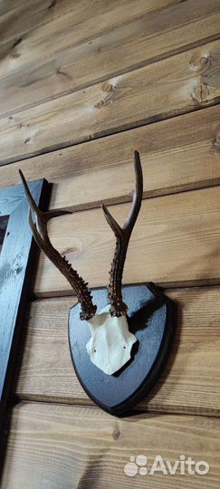 Рога косули