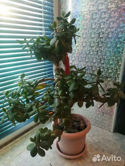 Денежное дерево