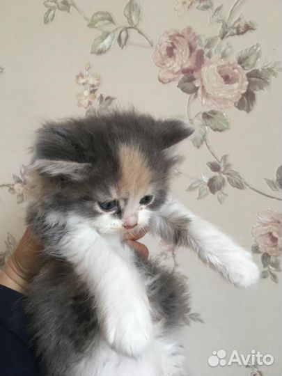 Кошечки в добрые руки