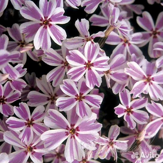 Флокс шиловидный