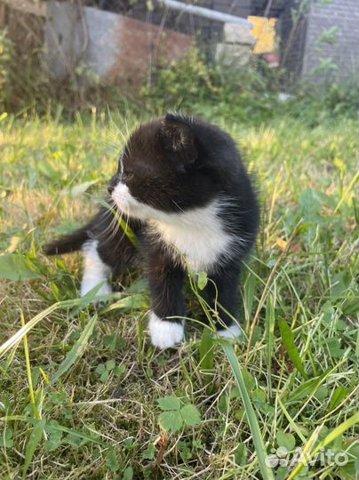 Котики бесплатно в добрые руки