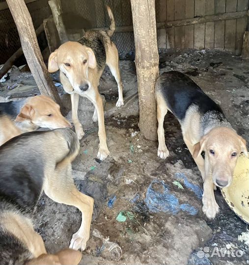 Продаю щенков -Русская Гончая