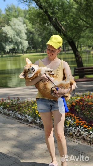 Забавный улыбака корги