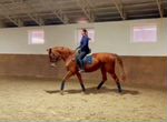 Уроки верховой езды на лошадях и пони