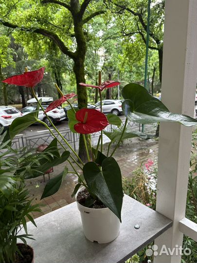 Комнатные цветы антуриум