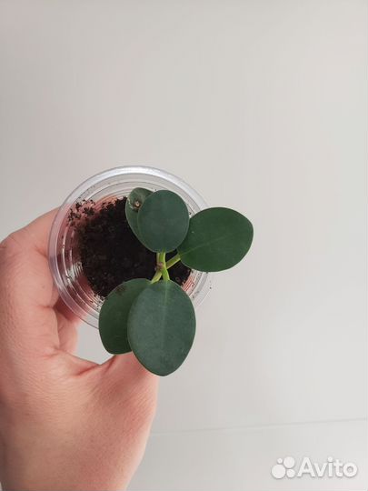 Фикусы разные