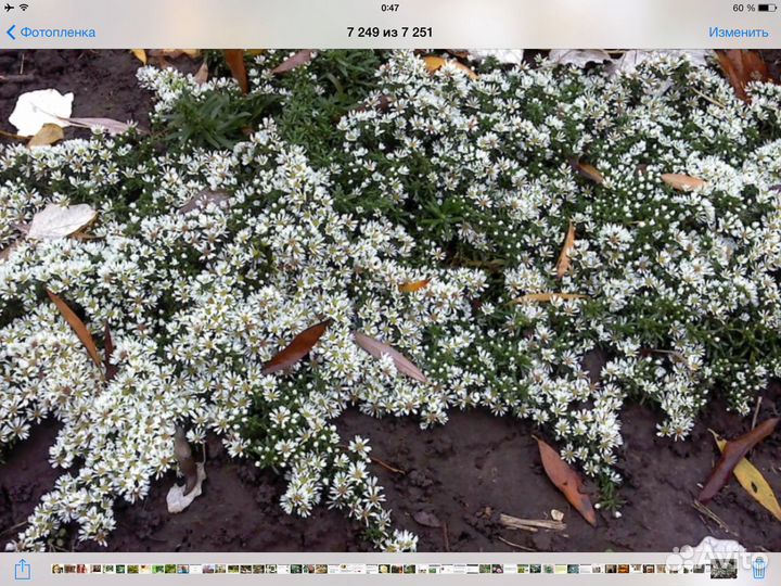 Астра вересковидная, наперстянка