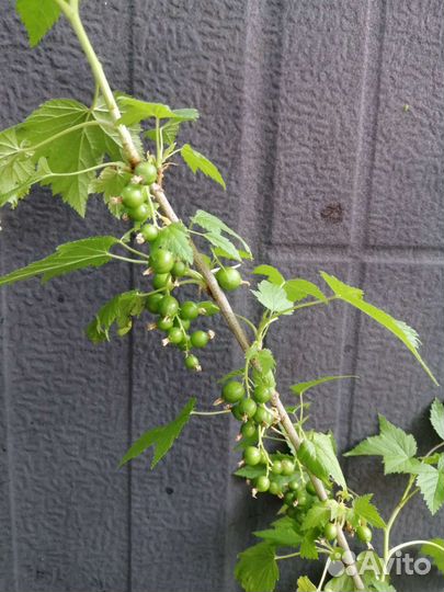 Саженцы черной смородины