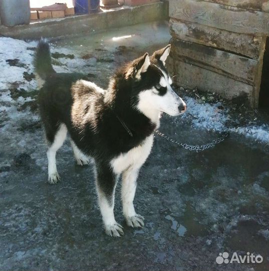 Сибирский хаски щенок