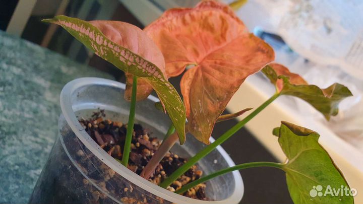 Сингониум пинк мозаик