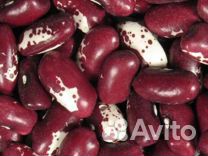 Фасоль Ласточка калиброванная, Крым