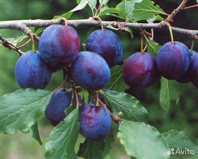 Саженцы слива