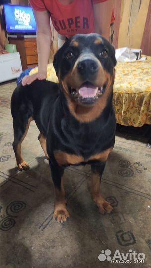 Щенки ротвейлера