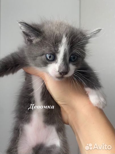 Отдам котенка