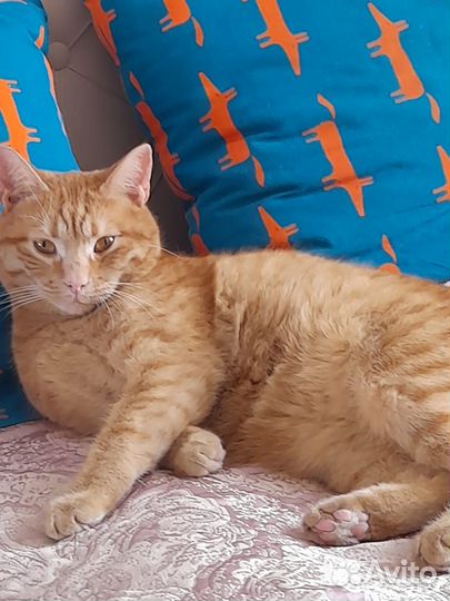 Рыжий котик
