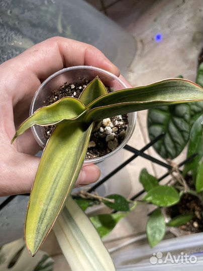 Сансевиерия сортовая редкая вариегатная