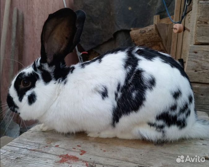 Кролик самец