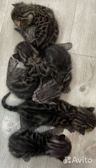 Бенгальские котята