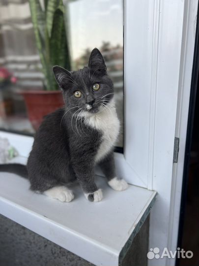 Котенок