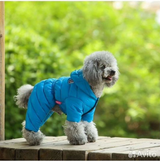 Одежда для собак