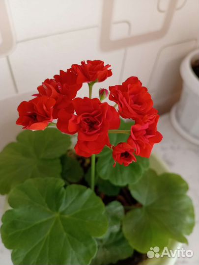 Пеларгония герань