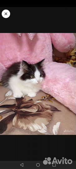 Кошка
