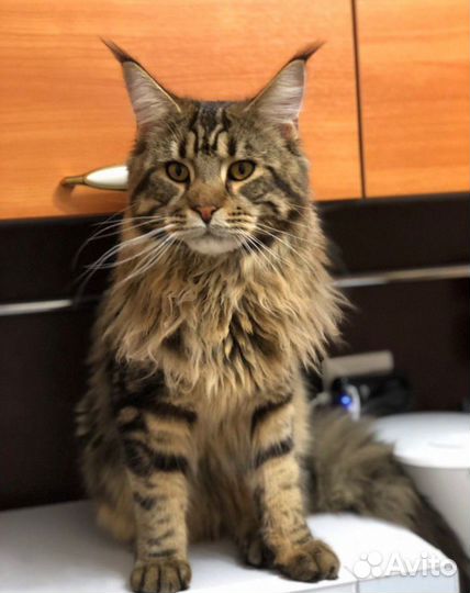 Котенок мейн-кун девочка