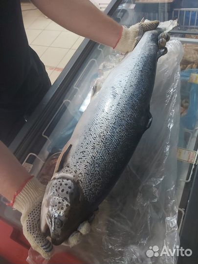 Семга лосось