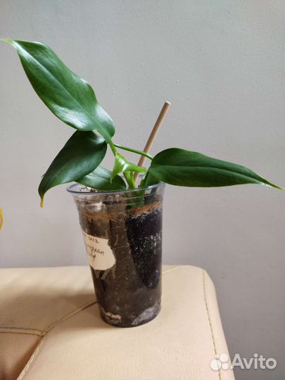 Филодендрон