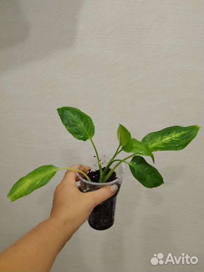 Дифенбахия Камилла