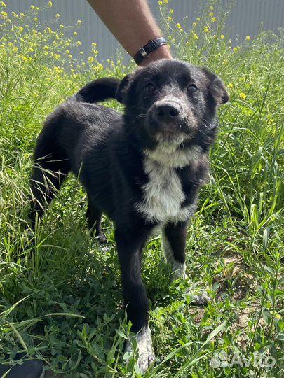 Щенок подросток в добрые руки