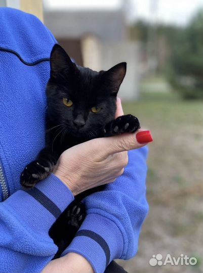 Котенок В добрые руки