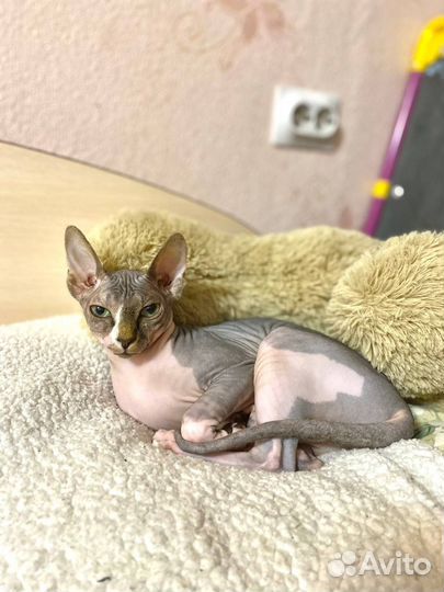 Канадский сфинкс котенок девочка