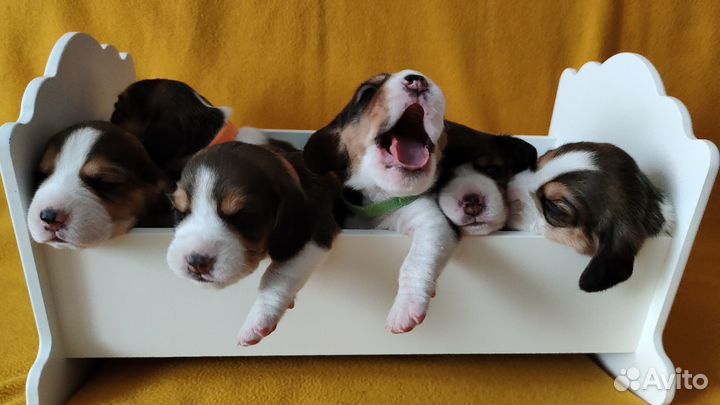 Щенки бигль