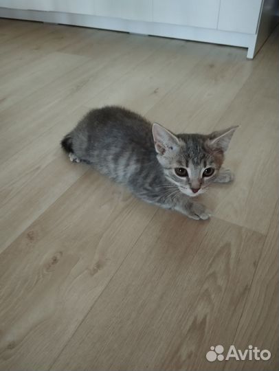 Шотландская