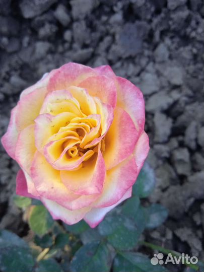 Розы, саженцы