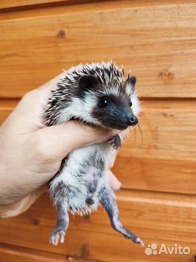 Африканский ёжик. Девочка, 2месяца