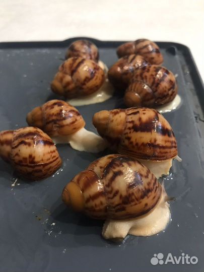 Архахатины Маргината Овум