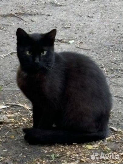 Черная кошка