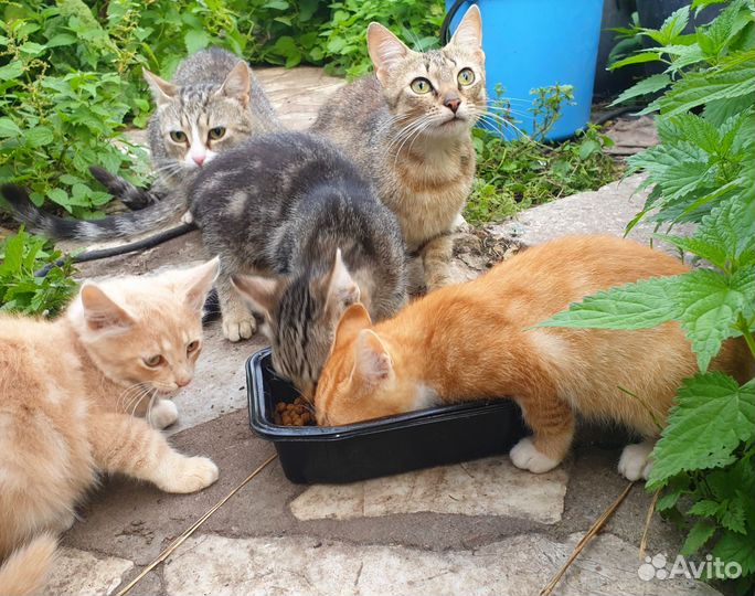 Котята ищут дом