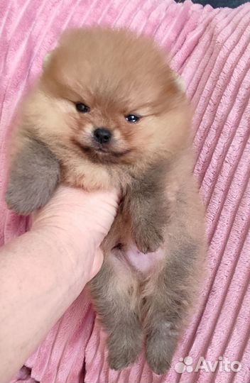 Шпиц мини мишка