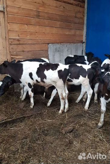 Холмогоры Голштины Бычки Тёлки