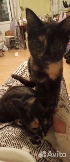 Кошка. Котята в дар