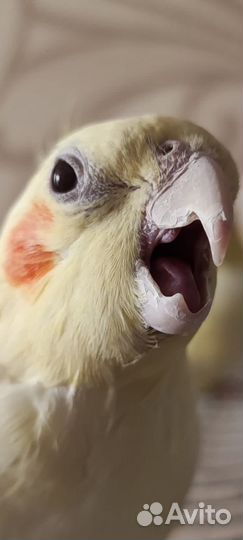 Пара попугаев карелла с клеткой