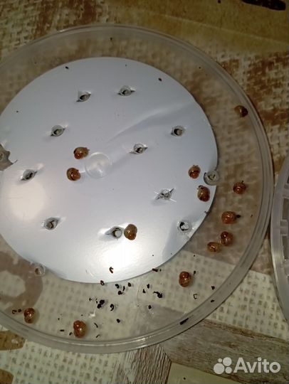 Улитки ахатины маленькие (детёныши)