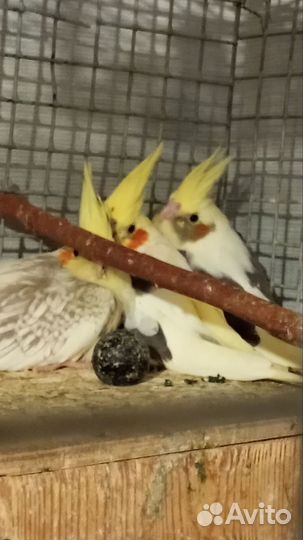 Корелла птенец