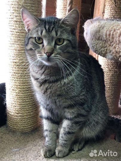 Котики и кошечки Приют