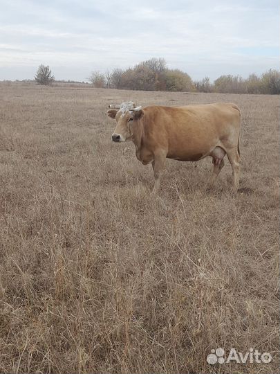 Корова дойная с теленком