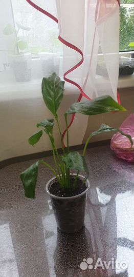 Спатифиллум