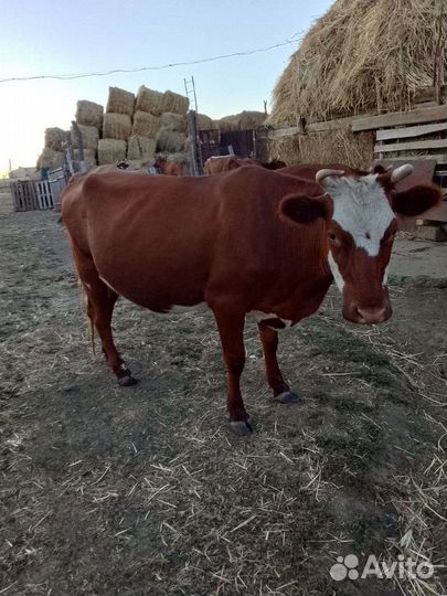 Коровы дойные, стельные